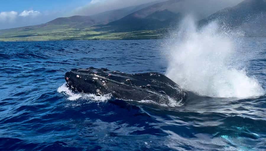 Maui: Sunrise Whale Watch - Who will enjoy this trip most