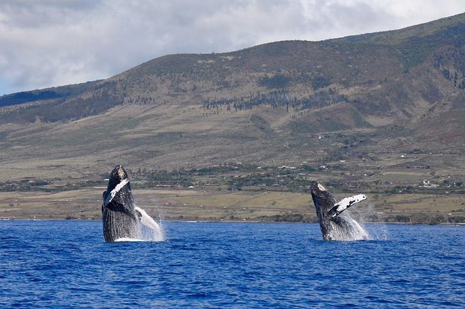 Maui: Ultimate Whale Watch from Lahaina - Why this Lahaina whale watch works