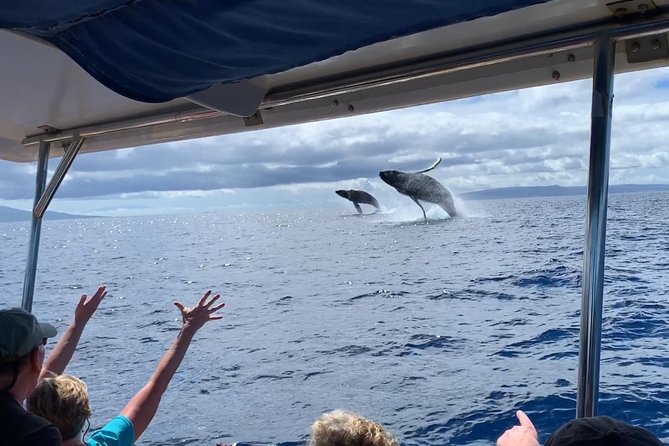 Maui: Ultimate Whale Watch from Lahaina - The whale search, from first blow to full breach