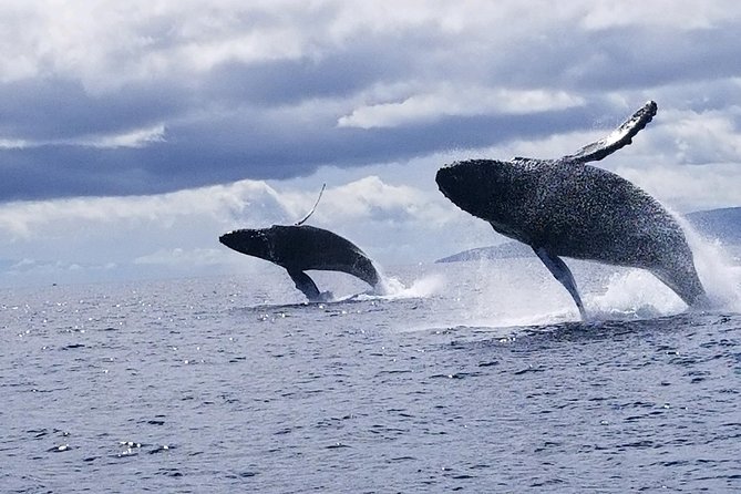 Maui: Ultimate Whale Watch from Lahaina - Hearing whales through the hydrophone