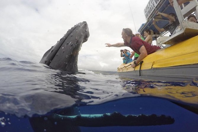 Maui: Ultimate Whale Watch from Lahaina - What the crew adds to the outing
