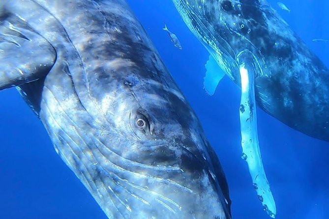 Maui: Ultimate Whale Watch from Lahaina - Who should book this boat