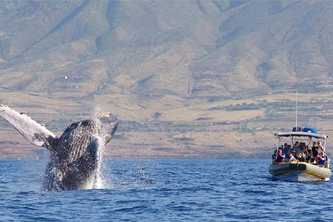 Maui: Ultimate Whale Watch from Lahaina - Leaving Lahaina Harbor on a low raft
