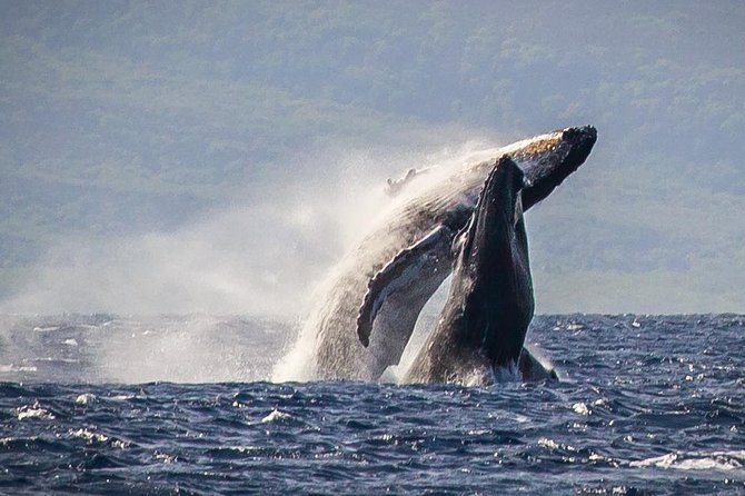 Maui: Whale Watching Cruise with Open Bar from Ka'anapali Beach - Why Ka’anapali is such a strong whale-watching base