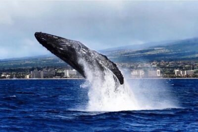 Whale Watching Cruise with Open Bar from Ka’anapali Beach