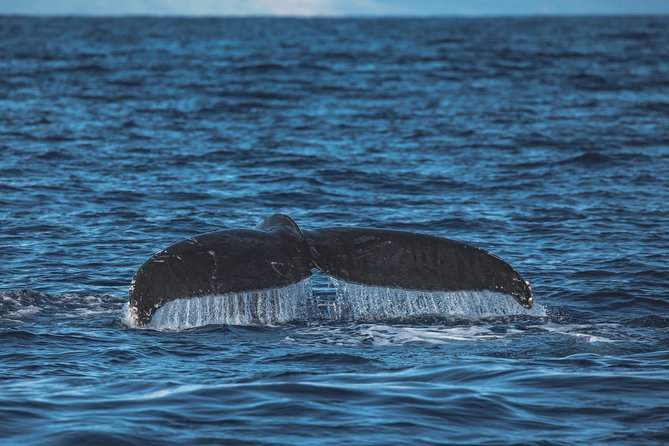 Maui: Whale Watching Cruise with Open Bar from Ka'anapali Beach - Open bar, snacks, and the social side of the cruise