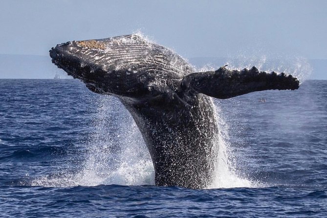 Maui: Whale Watching Cruise with Open Bar from Ka'anapali Beach - Timing, weather, and cancellation details