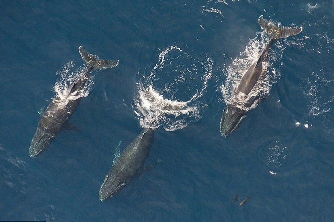 Maui Whale Watching -PRIVATE- Air Tour: (2-5 People): SEE WHALES! - Why an aerial whale tour changes the view