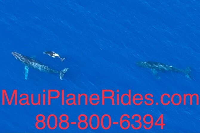 Maui Whale Watching -PRIVATE- Air Tour: (2-5 People): SEE WHALES! - Molokini and the search for humpbacks