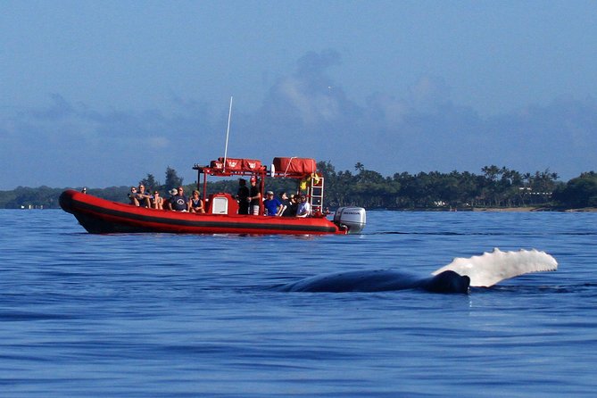 Maui Whale-Watching Tour by Raft from Kihei - Key points to know before booking