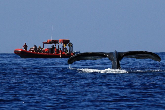 Maui Whale-Watching Tour by Raft from Kihei - Why the raft makes this whale watch different