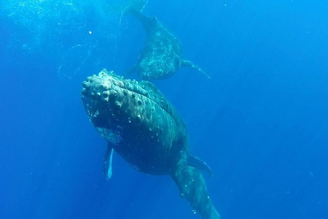 Maui Whale-Watching Tour by Raft from Kihei - Humpbacks, dolphins, and the sound below