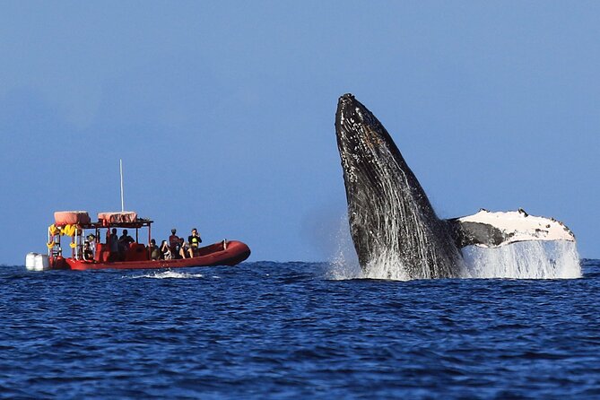 Maui Whale-Watching Tour by Raft from Kihei - The naturalist guides add more than narration