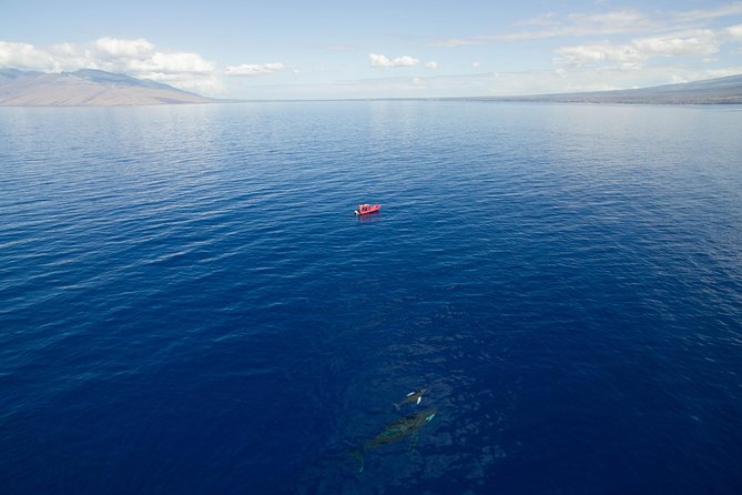 Maui Whale-Watching Tour by Raft from Kihei - Comfort, shade, drinks, and the wet-ride question