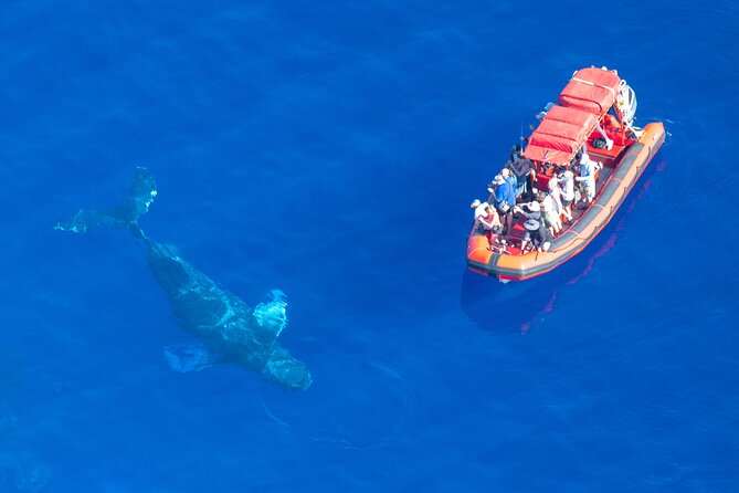 Maui Whale-Watching Tour by Raft from Kihei - Is $84.14 a fair price?