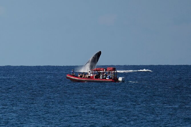 Maui Whale-Watching Tour by Raft from Kihei - Who should book this Kihei whale tour?
