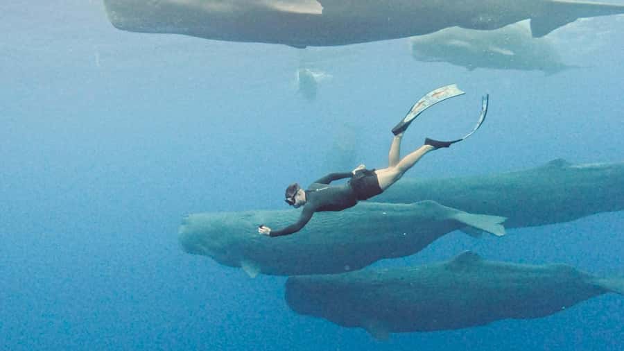 Mauritius Eco Whales Quest, 3-4 hours Expedition - Setting out early from Mauritius