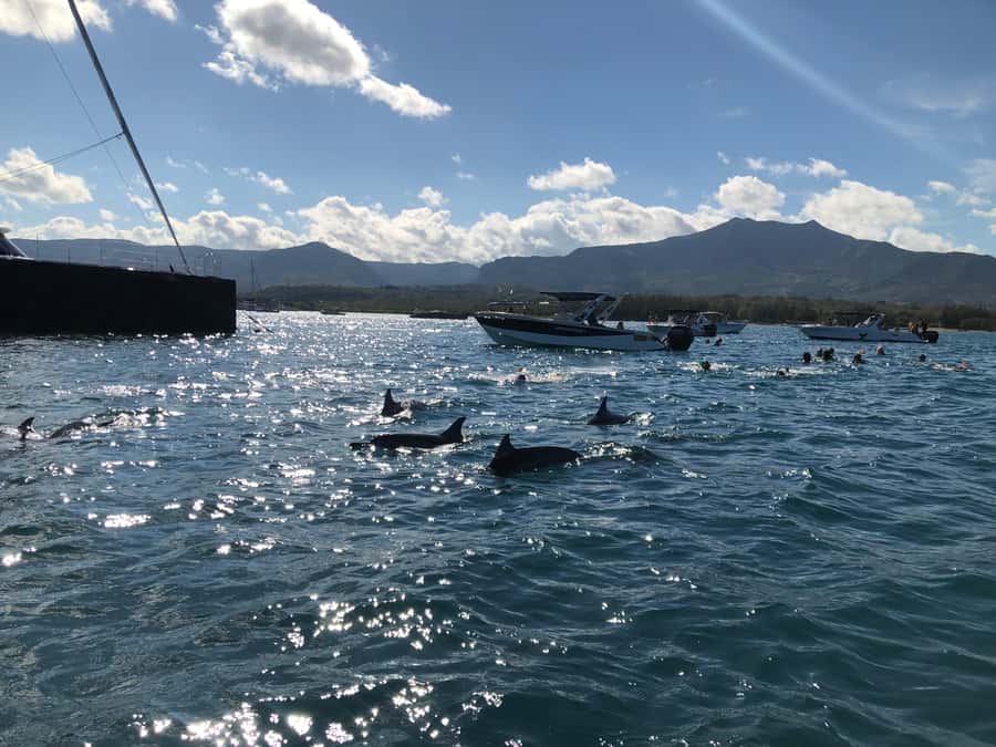 Mauritius Eco Whales Quest, 3-4 hours Expedition - Watching whales without turning it into a spectacle