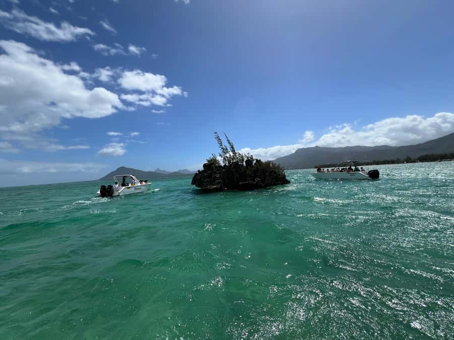 Mauritius Eco Whales Quest, 3-4 hours Expedition - What happens if dolphins appear