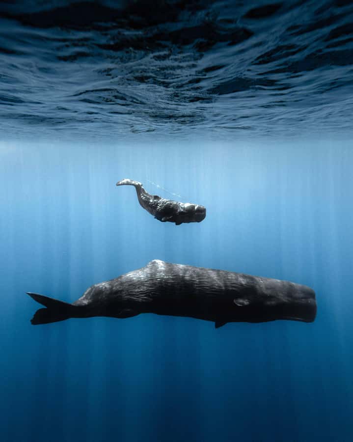 Mauritius Eco Whales Quest, 3-4 hours Expedition - My verdict on the Mauritius Eco Whales Quest