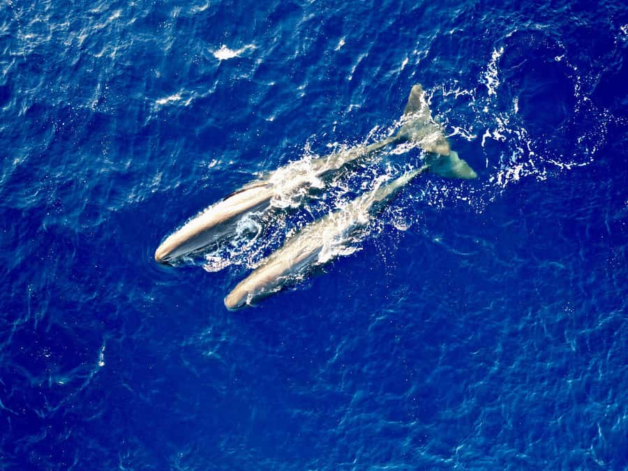 Mauritius Eco Whales Quest, 3-4 hours Expedition - The first search for whales