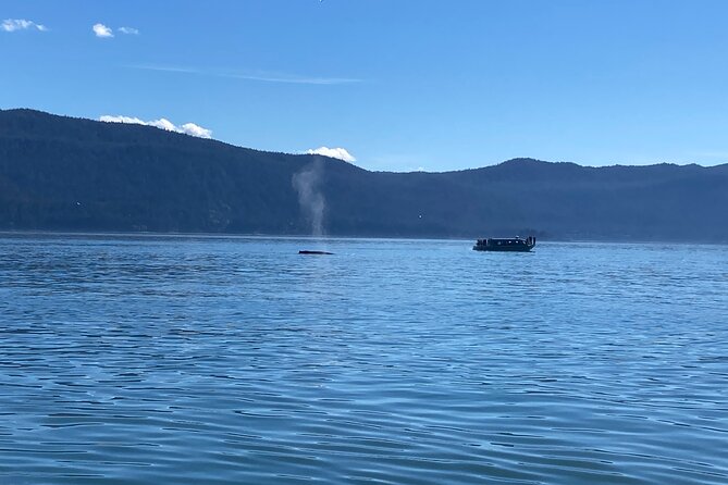 Mendenhall Glacier and Whale Watching Tour - Key points to know before you book