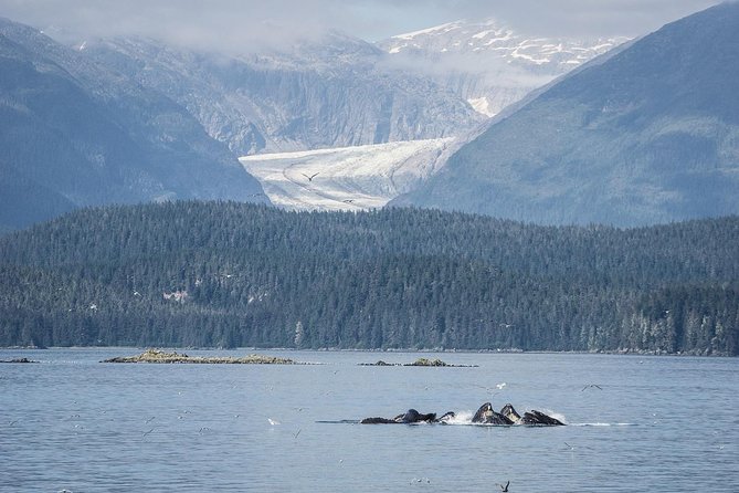 Mendenhall Glacier Visitor Center and Ultimate Whale Watch Combo - Auke Bay and the two-hour whale watch