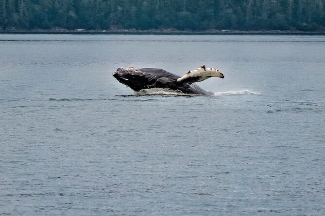 Mendenhall Glacier Waterfall and Whale Watching Tour - Key points to know before booking