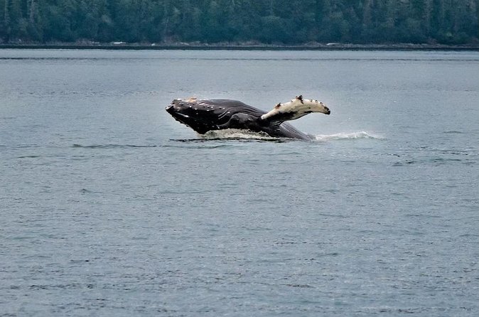 Mendenhall Glacier Waterfall and Whale Watching Tour - Weather, timing, and cruise-day planning