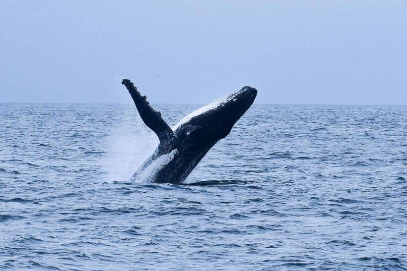 Mirissa: Whale & dolphin Watching Boat Tour with Breakfast - Key points to know before you book