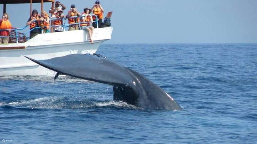 Mirissa: Whale & dolphin Watching Boat Tour with Breakfast - Leaving Mirissa Harbour at 7 a.m.