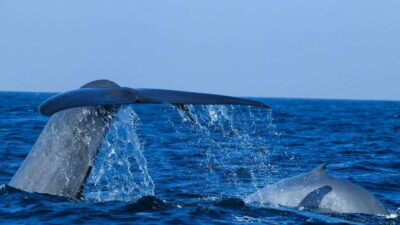 Whale & dolphin Watching Boat Tour with Breakfast