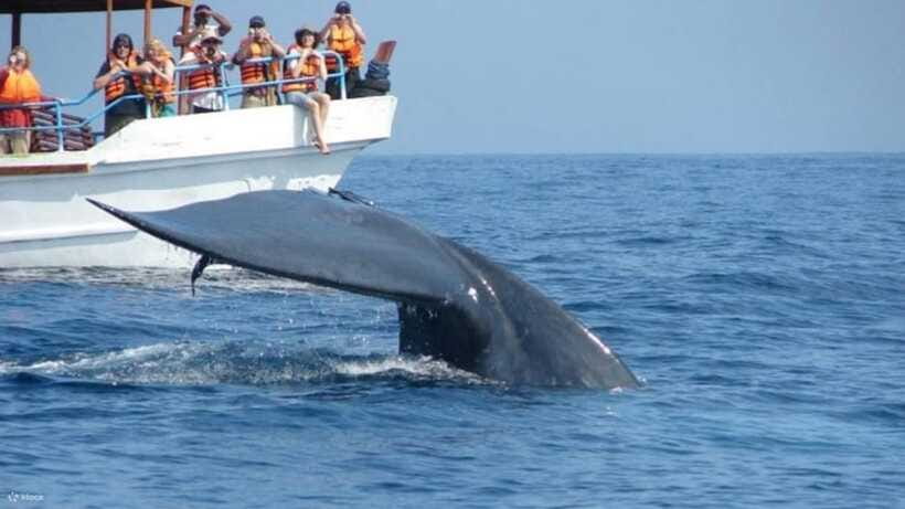 Mirissa: Whale & dolphin Watching Boat Tour with Breakfast - Safety equipment and comfort on board