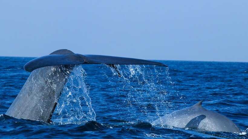 Mirissa: Whale & dolphin Watching Boat Tour with Breakfast - Guides, languages, and communication