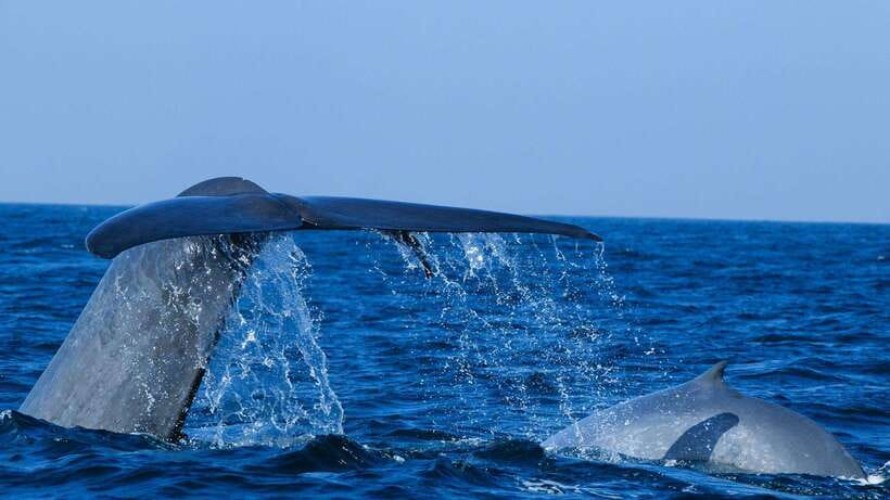 Mirissa: Whale & dolphin Watching Boat Tour with Breakfast - Breakfast before the whale watch