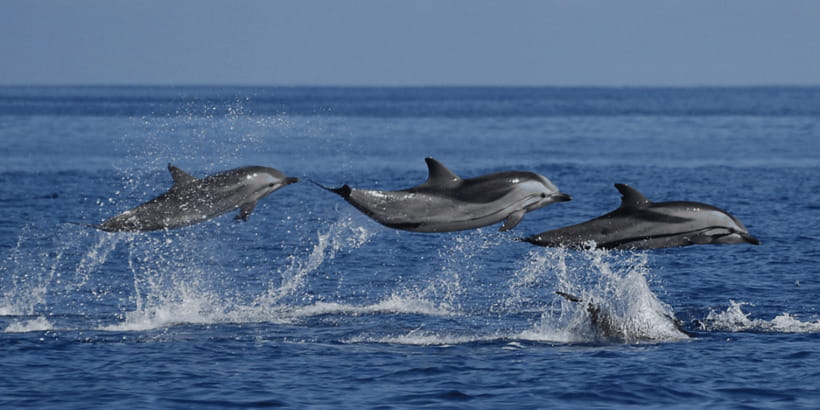 Mirissa: Whale & Dolphin Watching Cruise with Breakfast - Key points to know before booking