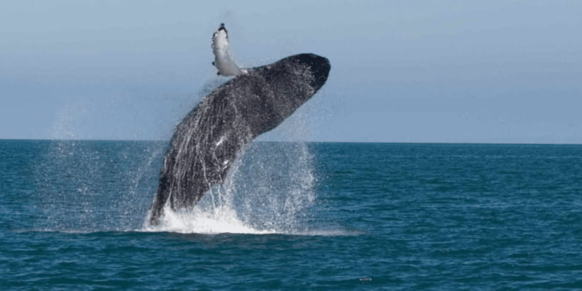 Mirissa: Whale & Dolphin Watching Cruise with Breakfast - Why the early start works in Mirissa