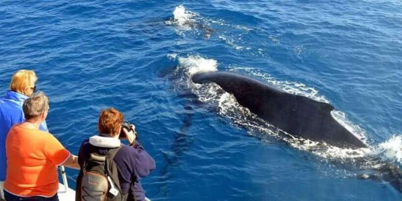 Mirissa: Whale & Dolphin Watching Cruise with Breakfast - Three hours searching for whales and dolphins