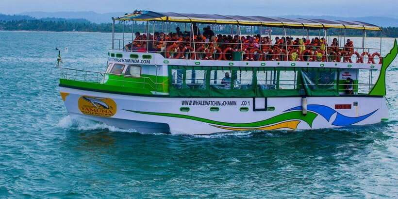 Mirissa: Whale & Dolphin Watching Cruise with Breakfast - Who should book this cruise?
