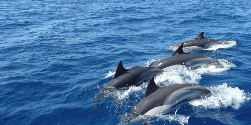 Mirissa: Whale & Dolphin Watching Cruise with Breakfast - The Mirissa harbour departure