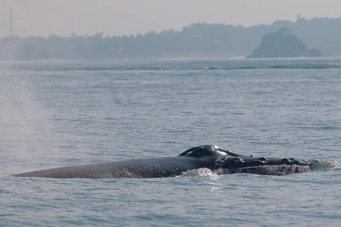 Mirissa Whale & Dolphin Watching Cruise with Geeth’s Crew - Safety Measures That Matter at Sea