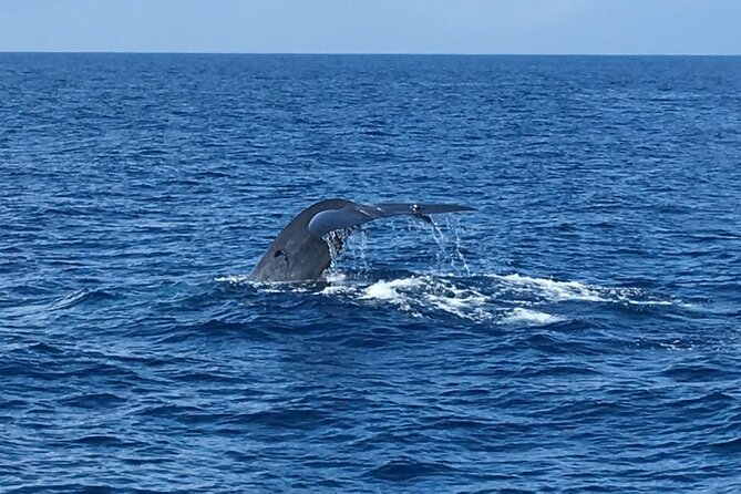 Mirissa Whale & Dolphin Watching Cruise with Geeth’s Crew - What the $29.45 Price Really Covers