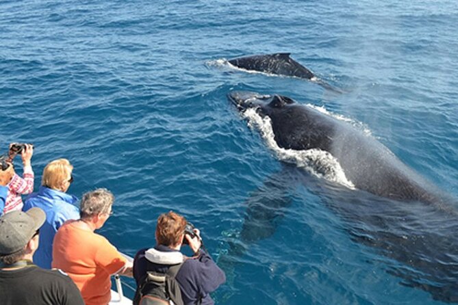 Mirissa Whale & Dolphin Watching Cruise with Geeth’s Crew - Who Will Enjoy This Cruise Most