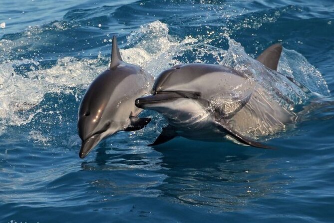 Mirissa Whale & Dolphin Watching Cruise with Geeth’s Crew - Booking, Cancellation, and Day-of Tips