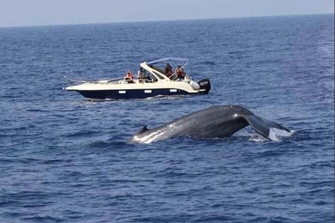 Mirissa Whale & Dolphin Watching Cruise with Geeth’s Crew - Should You Book Geeth’s Mirissa Cruise?