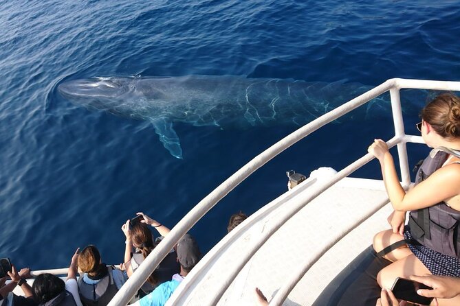 Mirissa Whale & Dolphin Watching Cruise with Geeth’s Crew - Breakfast on the Way Out