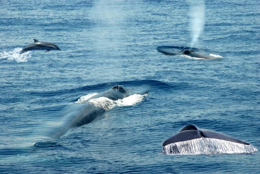Mirissa: Whale & Dolphin Watching Trip with Private Transfer - Key points to know before you book