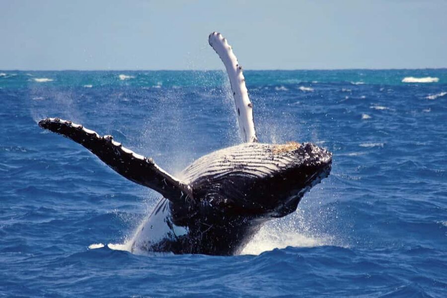 Mirissa: Whale & Dolphin Watching Trip with Private Transfer - Searching for blue whales and fin whales