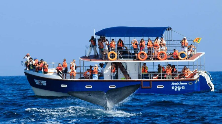 Mirissa: Whale & Dolphin Watching Trip with Private Transfer - Boarding the shared boat at 7:00 AM