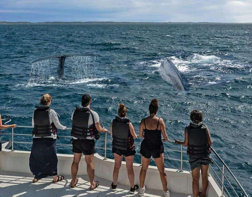 Mirissa: Whale Watching Cruise - Mirissa’s six-hour search for blue whales